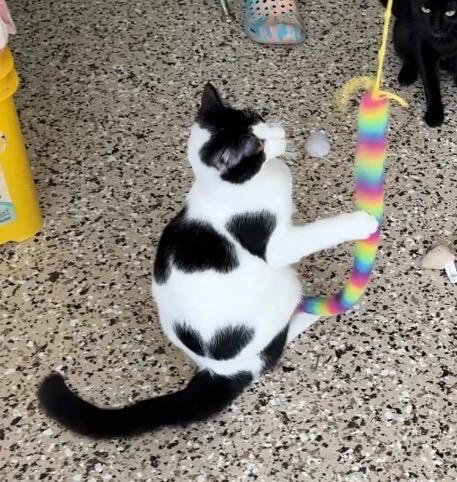 Enlarge Beckham, a ADOPTABLE Domestic Short Hair in Portland, OR image 3/3