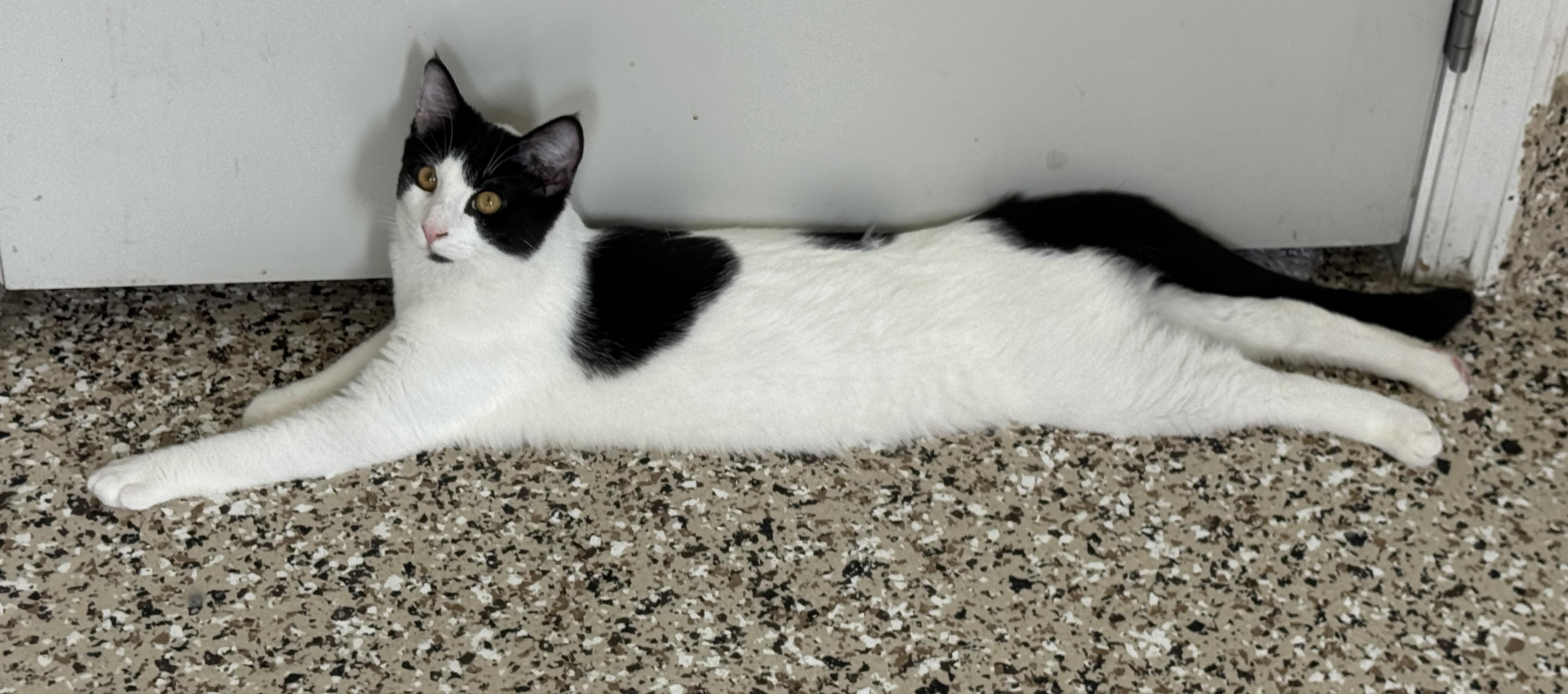 Enlarge Beckham, a ADOPTABLE Domestic Short Hair in Portland, OR image 2/3