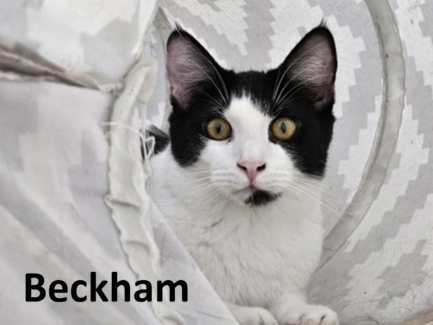 Beckham, ADOPTABLE, Young Male Domestic Short Hair.