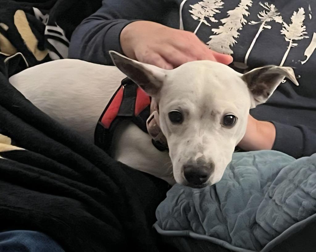 Lucas $450, Adoptable, Young Male Chihuahua.