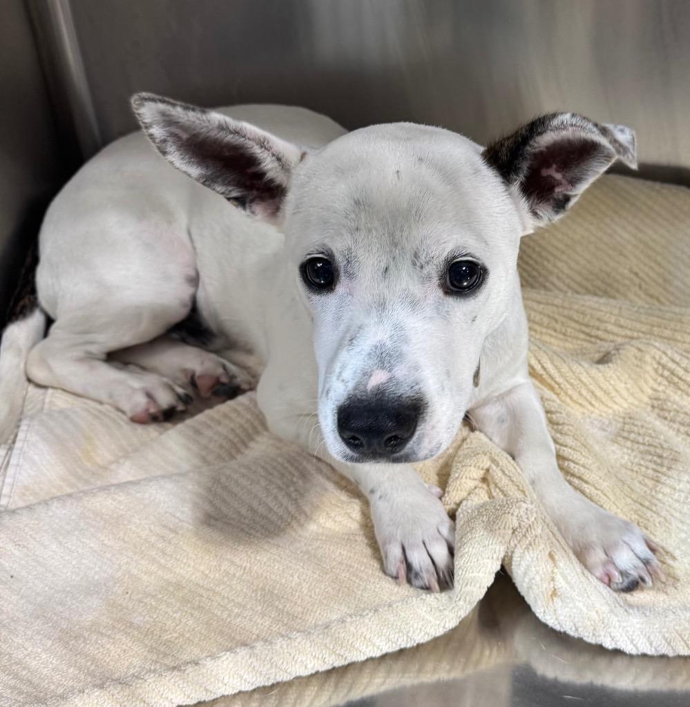 Enlarge Lucas $450, a Adoptable mixed breed in Milwaukee, WI image 2/5