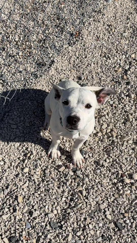 Enlarge Lucas $450, a Adoptable mixed breed in Milwaukee, WI image 3/5