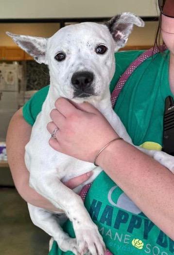 Enlarge Lucas $450, a Adoptable mixed breed in Milwaukee, WI image 5/5