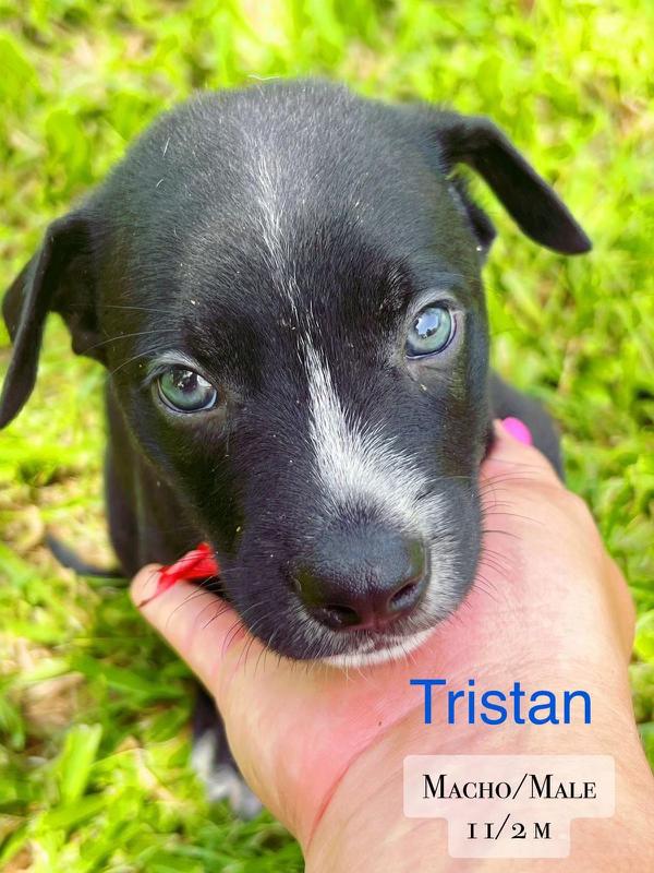 Tristan, Adopted, Puppy Male Labrador Retriever.