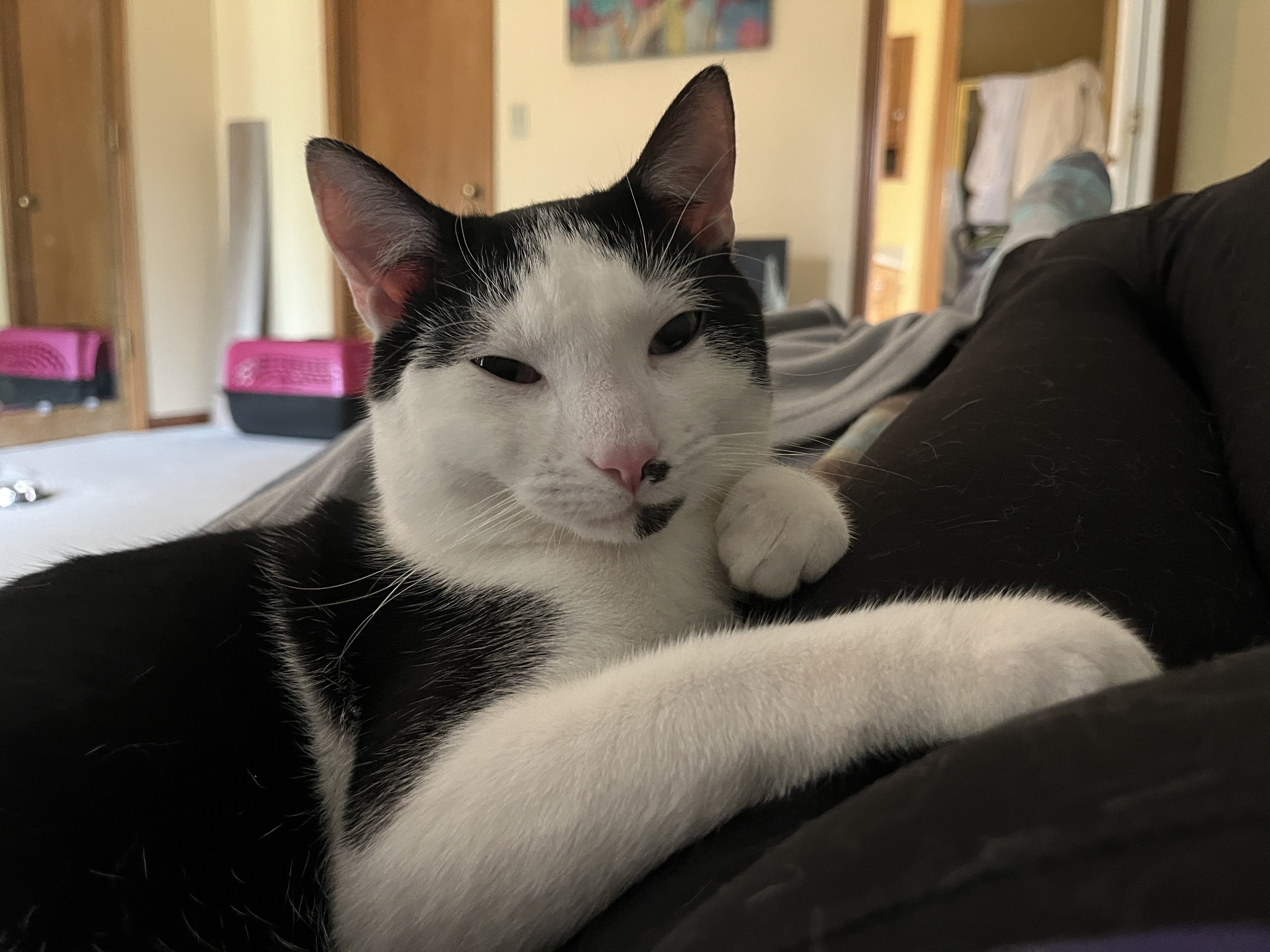 Enlarge Max, a Adopted mixed breed in OVERLAND PARK, KS image 4/5