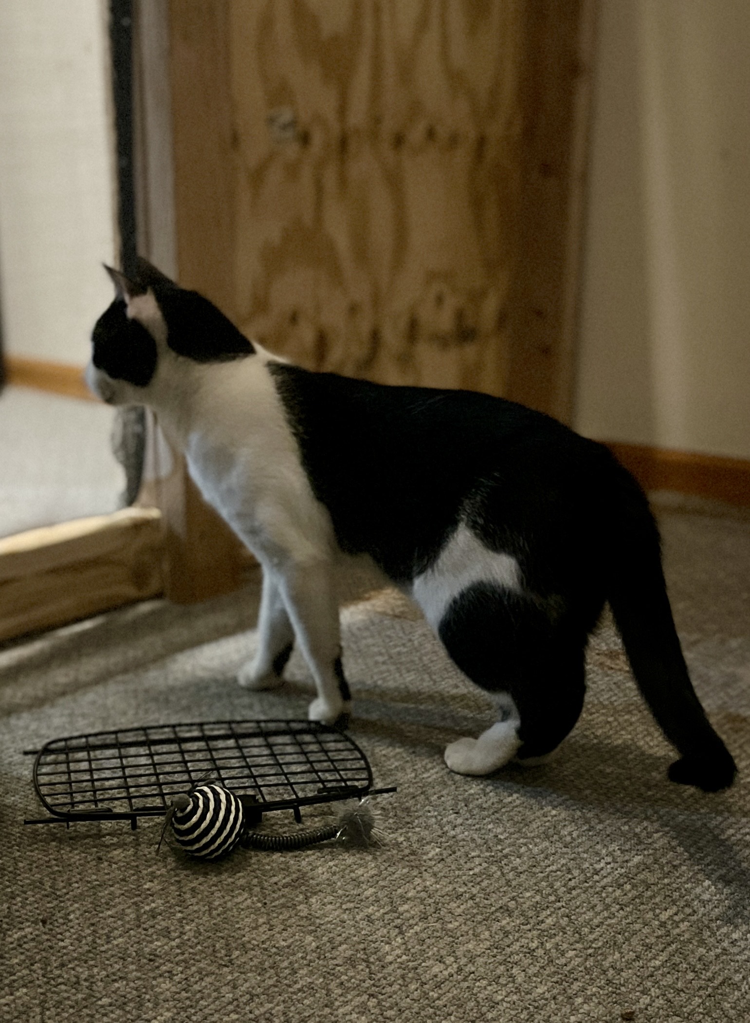 Enlarge Max, a Adopted mixed breed in OVERLAND PARK, KS image 2/5