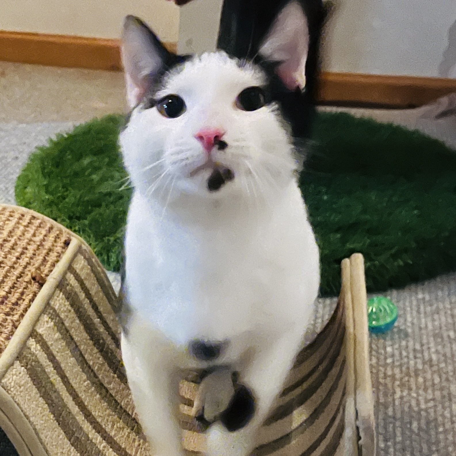 Max, Adopted, Young Male Siamese & Domestic Short Hair.