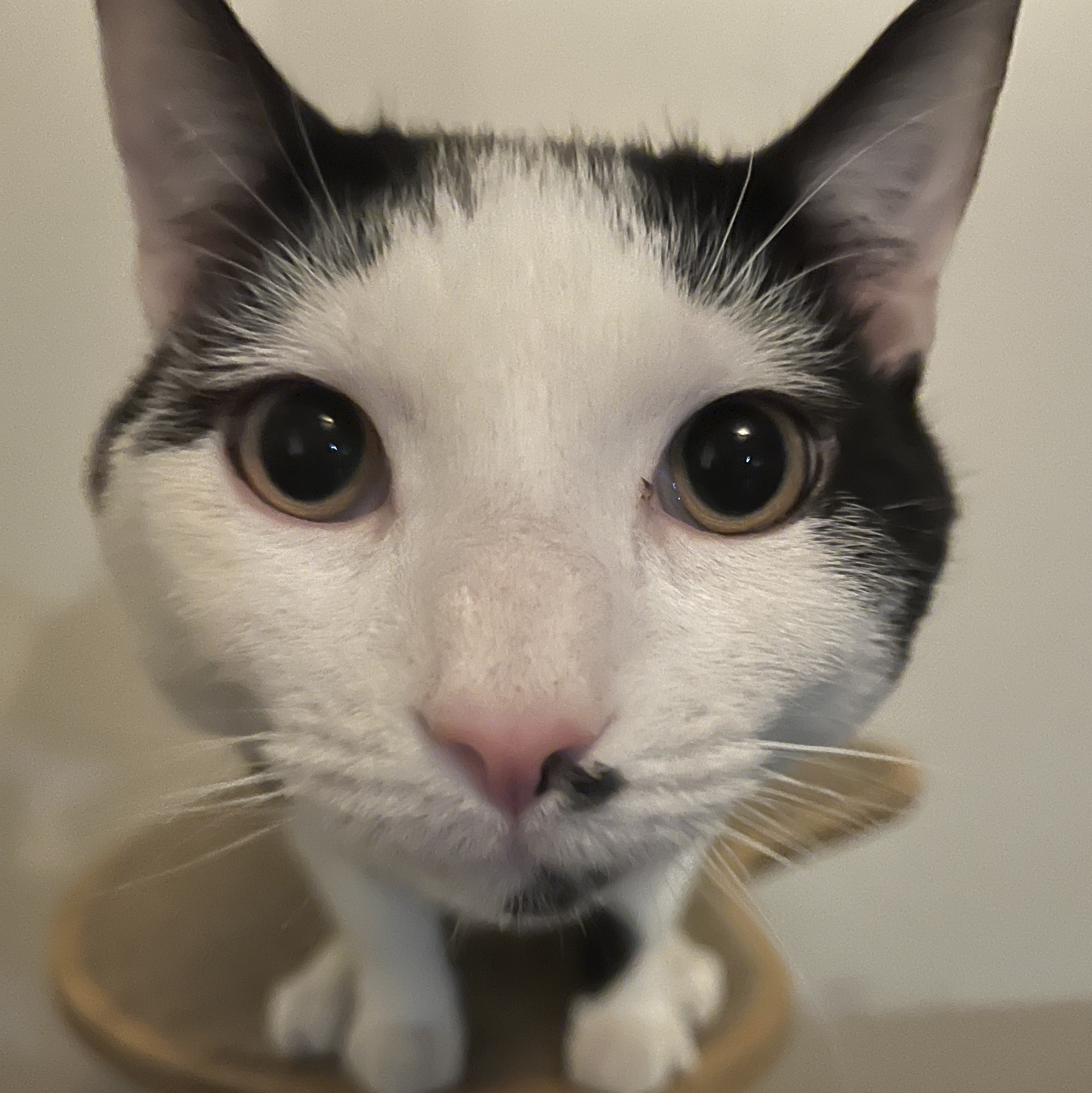 Enlarge Max, a Adopted mixed breed in OVERLAND PARK, KS image 3/5