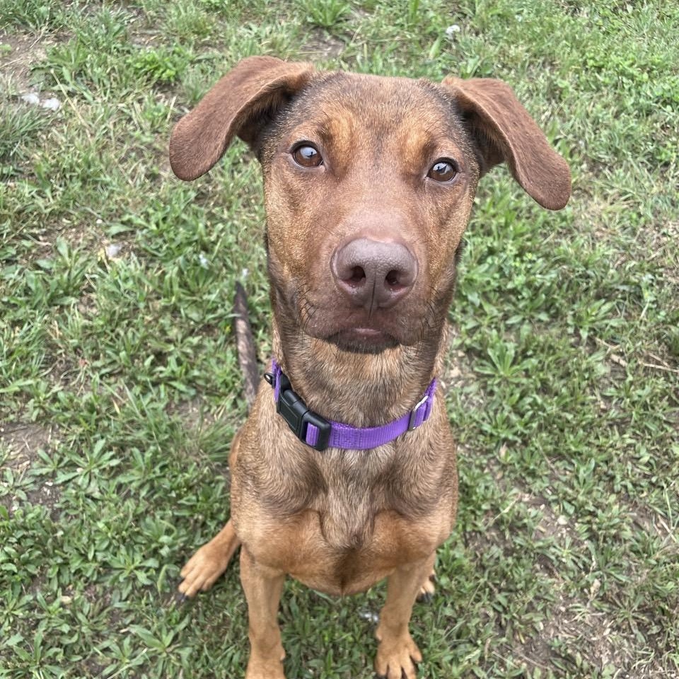 Palmer, Adoptable, Adult Male Mixed Breed.