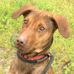 Palmer, Adoptable, Adult Male Mixed Breed.