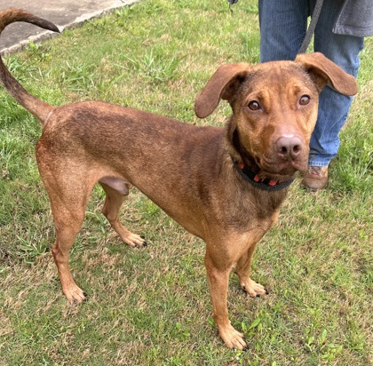 Palmer, a Adoptable Mixed Breed in Georgetown, TX image 4/6