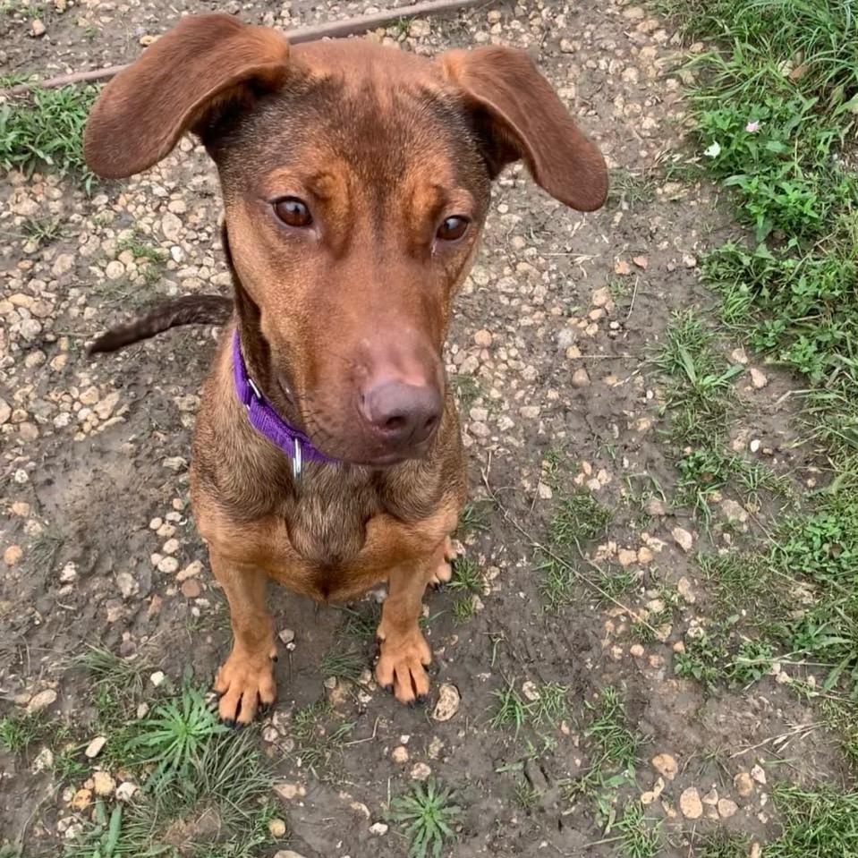 Palmer, a Adoptable Mixed Breed in Georgetown, TX image 5/6