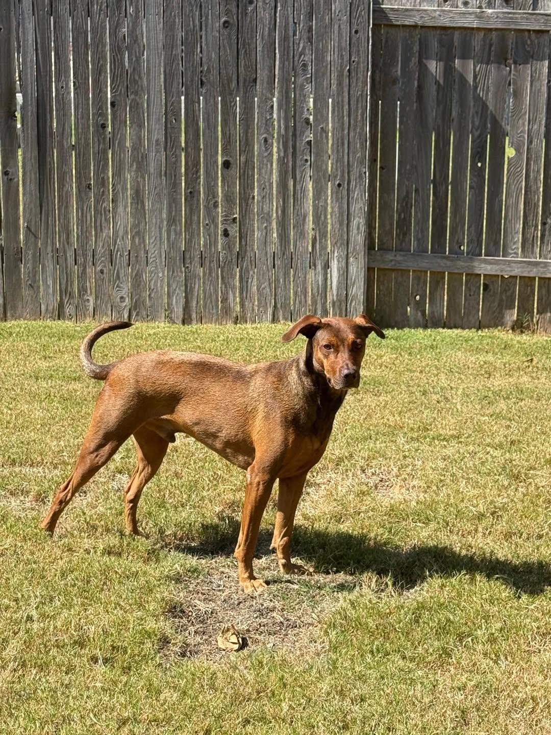 Palmer, a Adoptable Mixed Breed in Georgetown, TX image 2/6