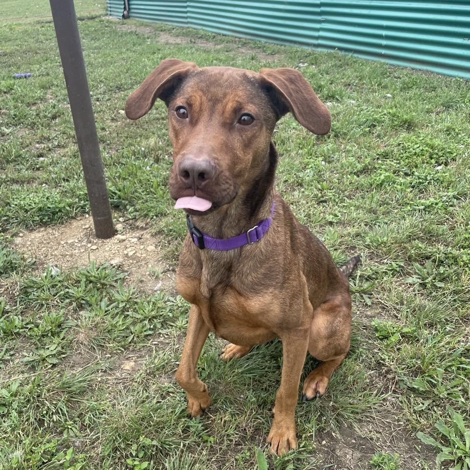Palmer, a Adoptable Mixed Breed in Georgetown, TX image 6/6