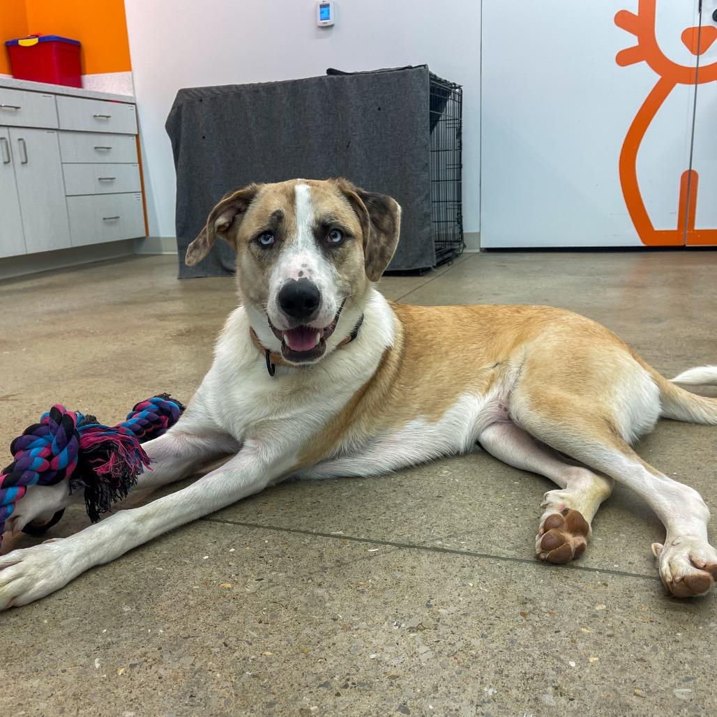 Enlarge Summer, a Adoptable Mixed Breed in Bentonville, AR image 1/6