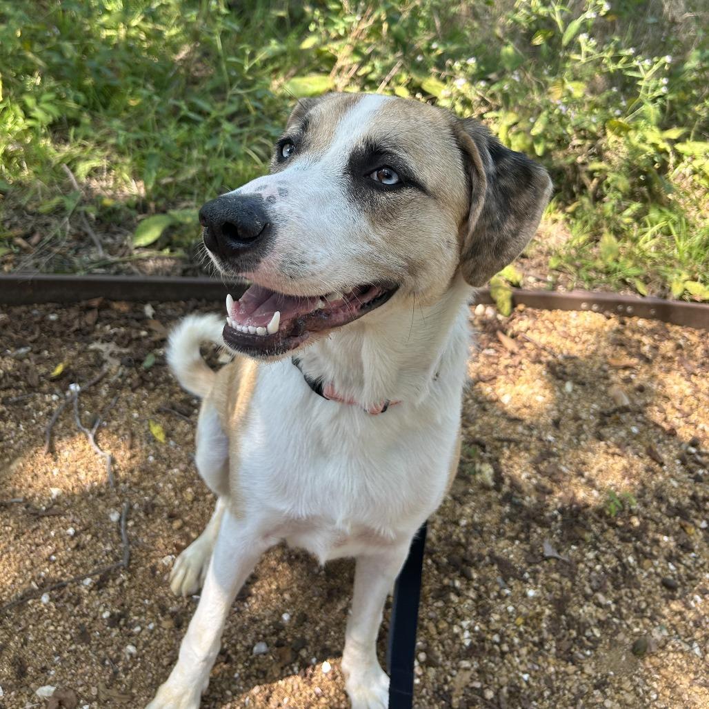 Enlarge Summer, a Adoptable Mixed Breed in Bentonville, AR image 2/6