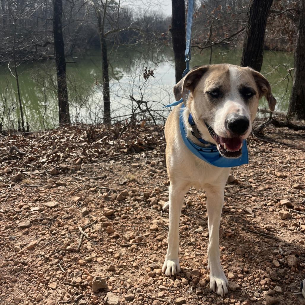 Summer, a Adoptable Mixed Breed in Bentonville, AR image 4/6