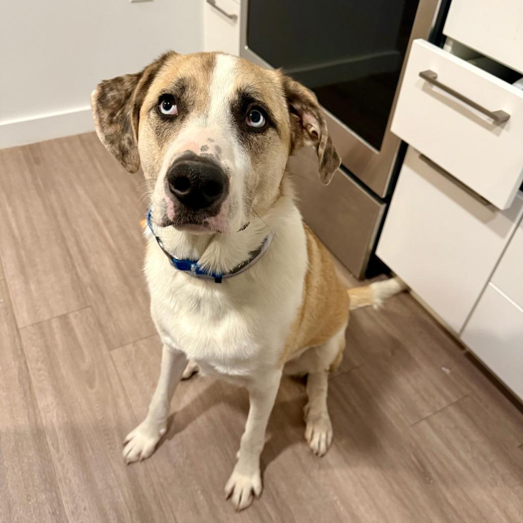 Enlarge Summer, a Adoptable Mixed Breed in Bentonville, AR image 4/6