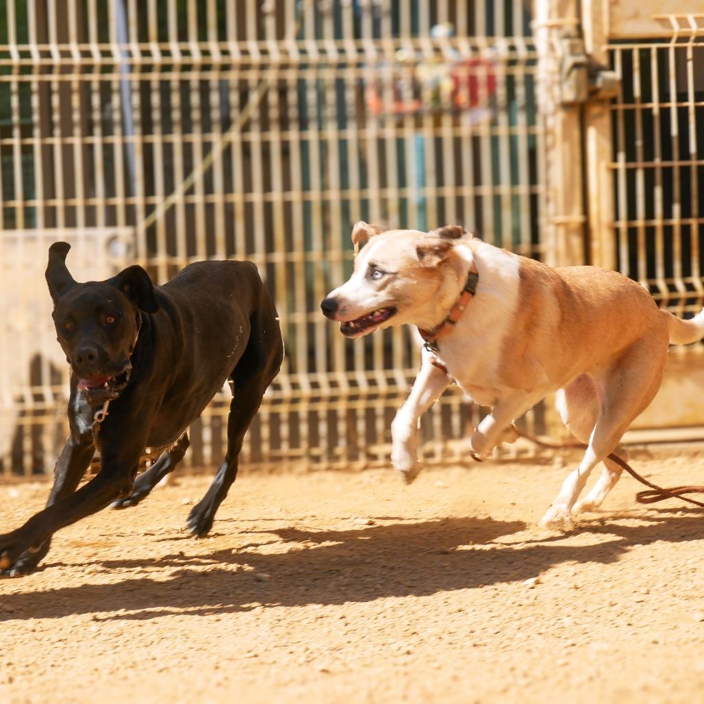 Enlarge Summer, a Adoptable Mixed Breed in Bentonville, AR image 4/6