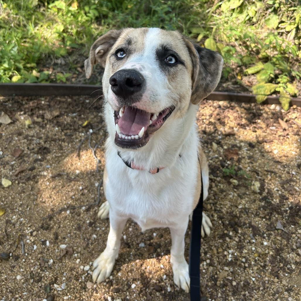 Enlarge Summer, a Adoptable Mixed Breed in Bentonville, AR image 6/6