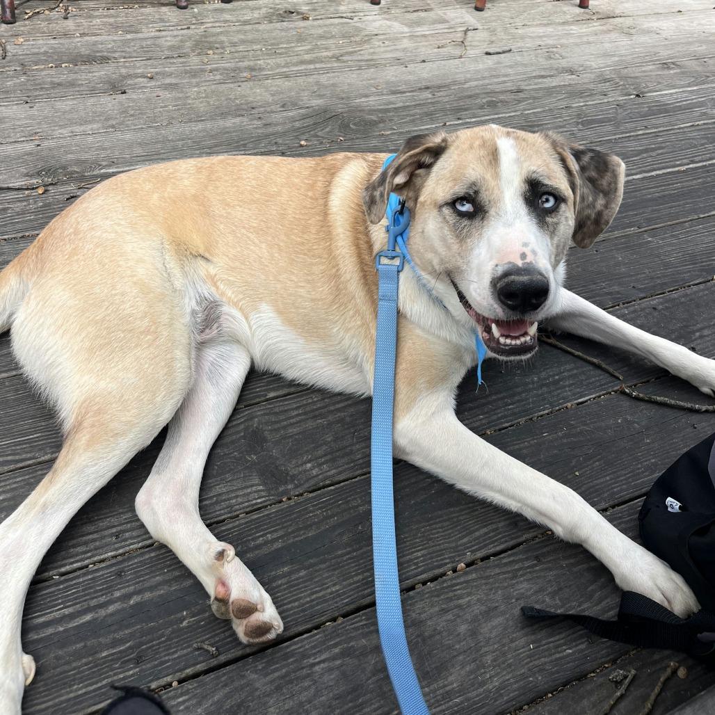 Enlarge Summer, a Adoptable Mixed Breed in Bentonville, AR image 6/6