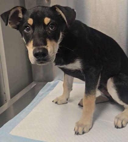 Osito, Adoptable, Puppy Male Fox Terrier & Mixed Breed.