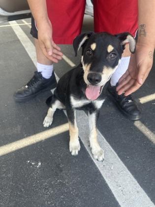 Osito, a Adoptable mixed breed in Fresno, CA image 2/3