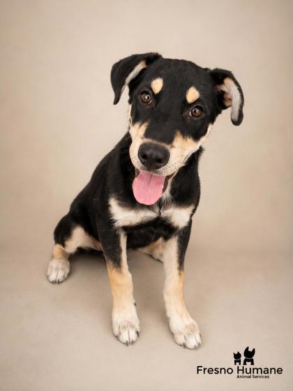 Osito, a Adoptable mixed breed in Fresno, CA image 3/3