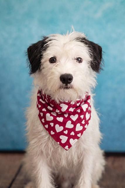 PHIL, Adoptable, Young Male Terrier & Mixed Breed.