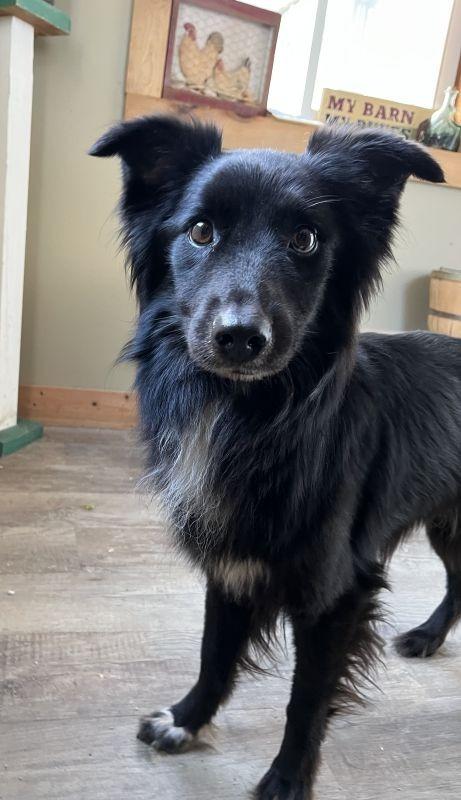 Sparky, Adopted, Young Male Australian Shepherd.