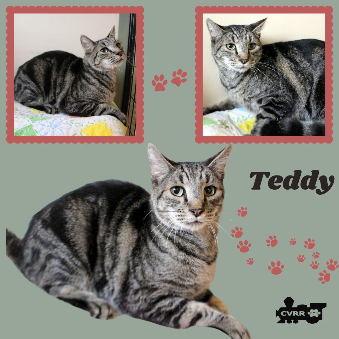 Enlarge Teddy (Cat), a Adoptable Tabby in LINDSAY, CA image 1/1