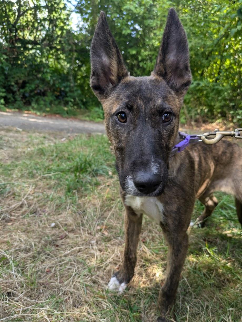 Evie, an adoptable Dutch Shepherd in Tigard, OR, 97223 | Photo Image 1