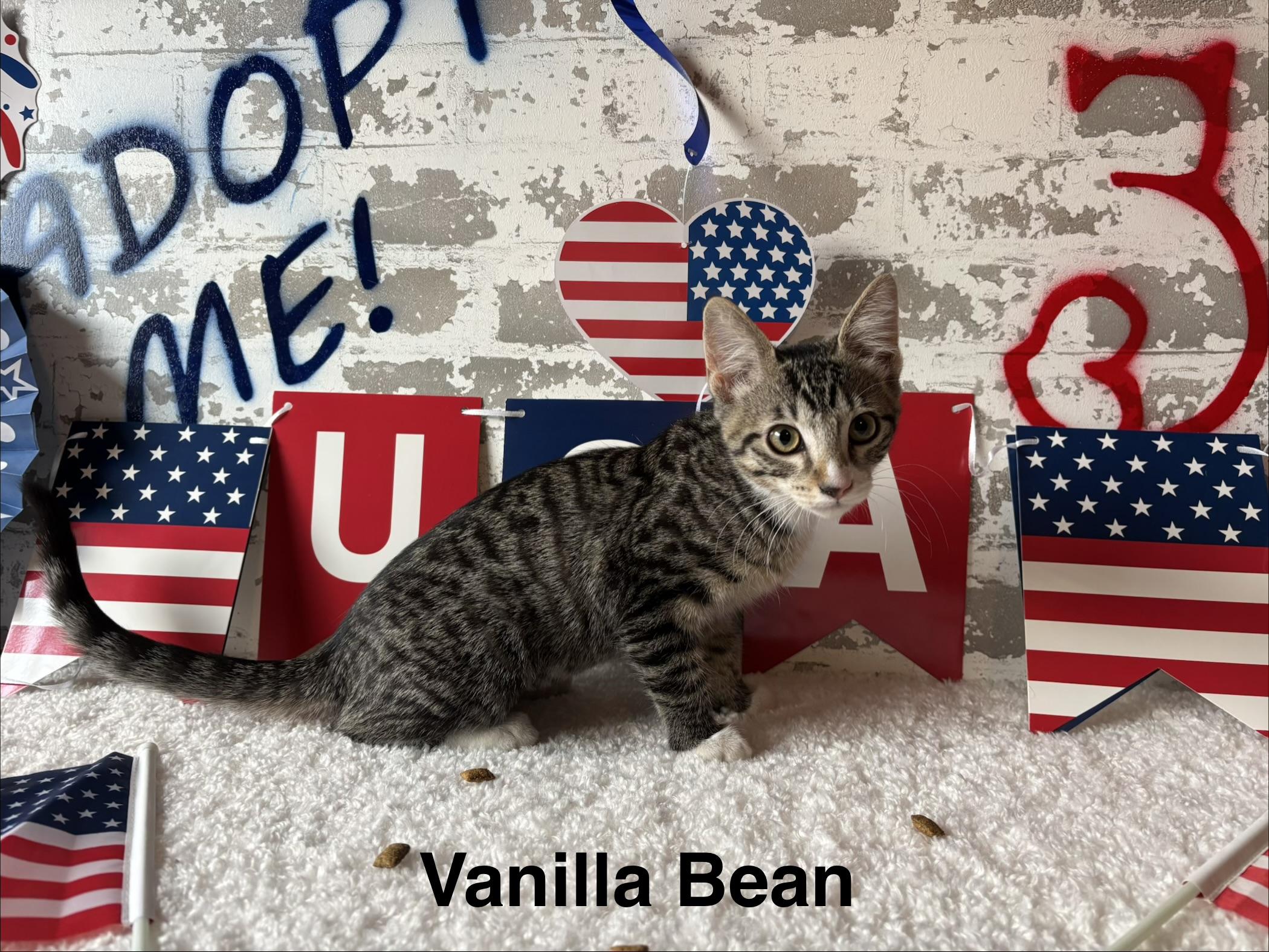 Vanilla Bean, a ADOPTABLE Domestic Short Hair in queen creek, AZ image 1/3