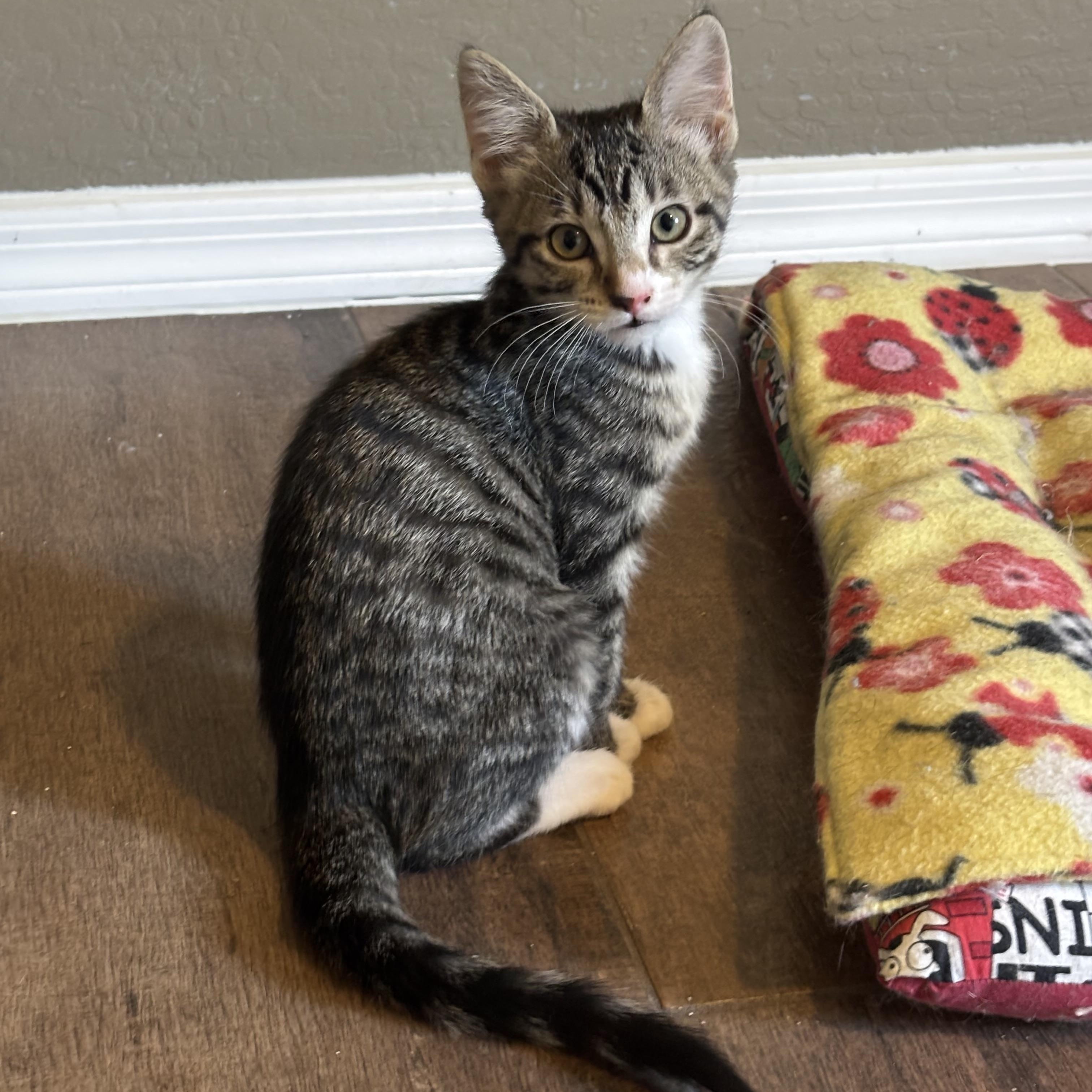 Vanilla Bean, a ADOPTABLE Domestic Short Hair in queen creek, AZ image 3/3