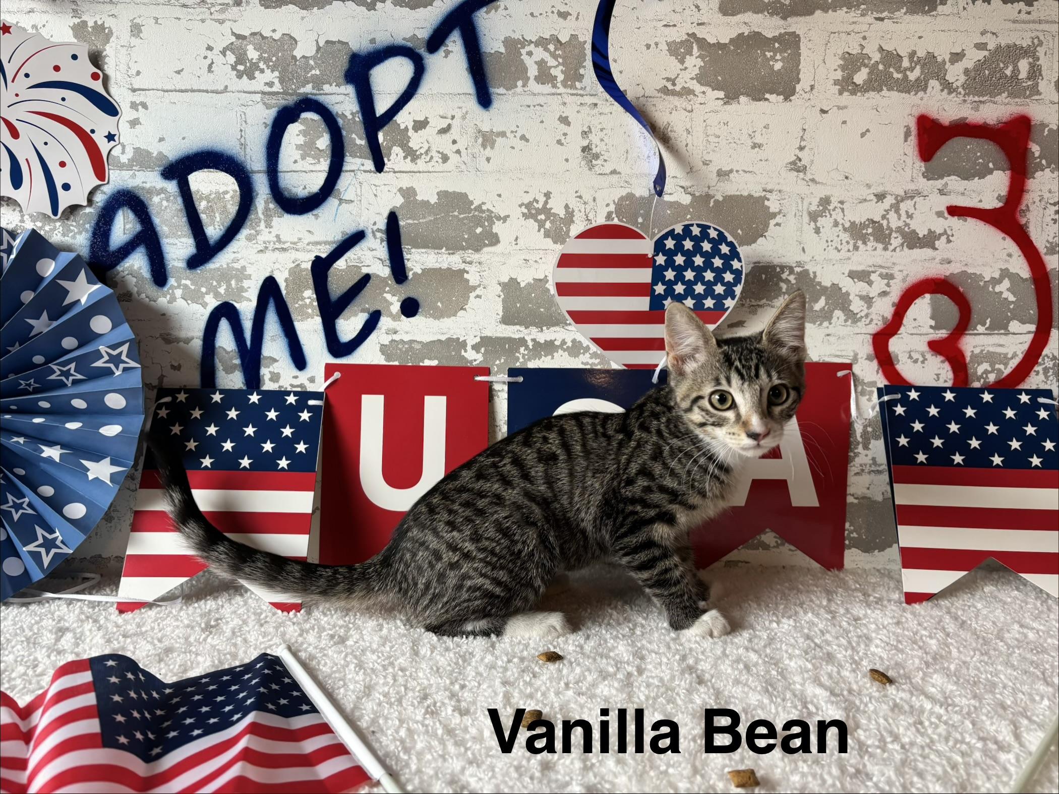 Vanilla Bean, a ADOPTABLE Domestic Short Hair in queen creek, AZ image 2/3
