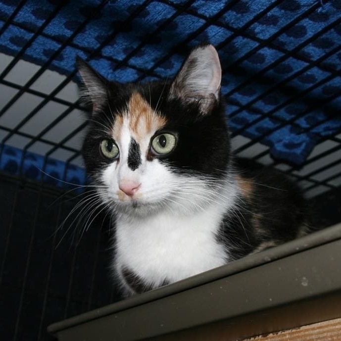 Vee, Adoptable, Adult Female Calico & Domestic Short Hair.