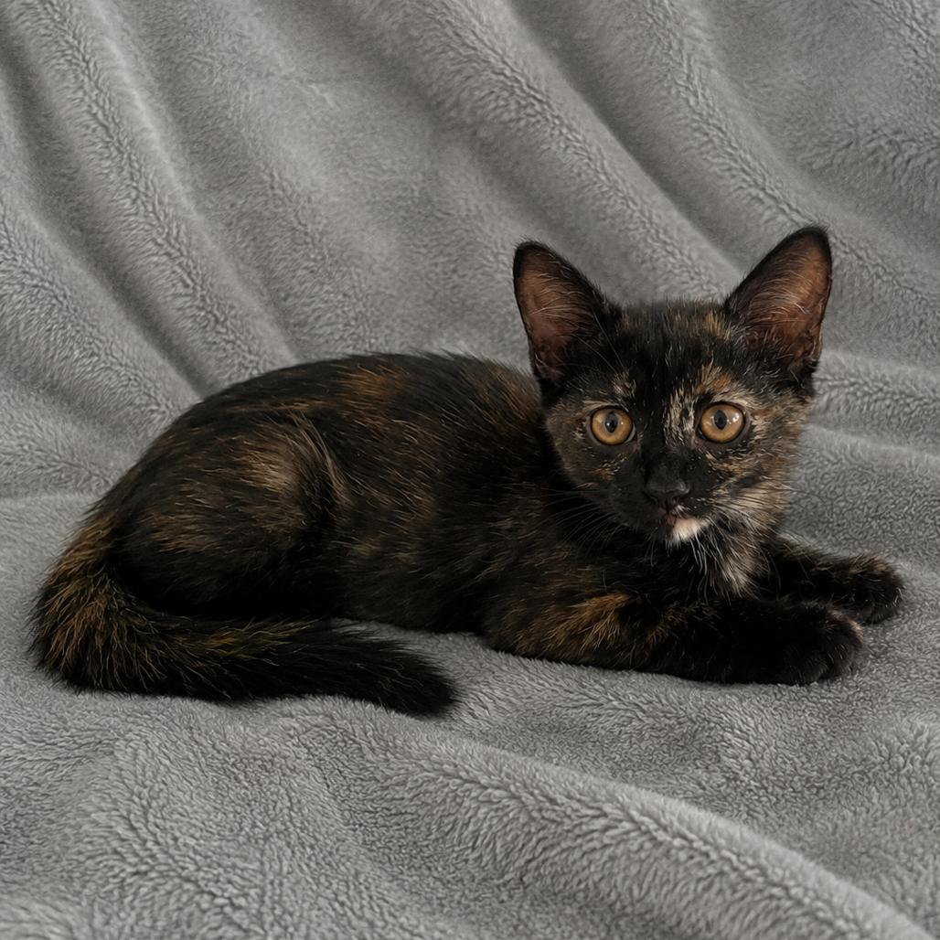 Brie, Adoptable, Kitten Female Domestic Short Hair.