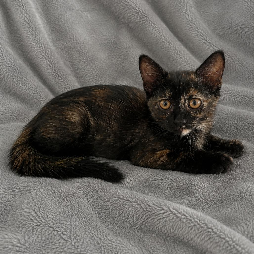 Brie, a Adoptable Domestic Short Hair in Tucson, AZ image 2/2
