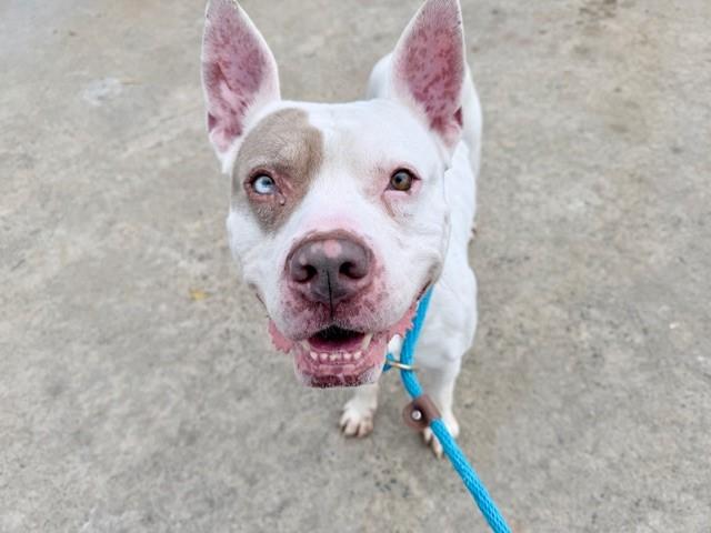 Enlarge BLUE, a Adoptable mixed breed in Charlotte, NC image 1/1