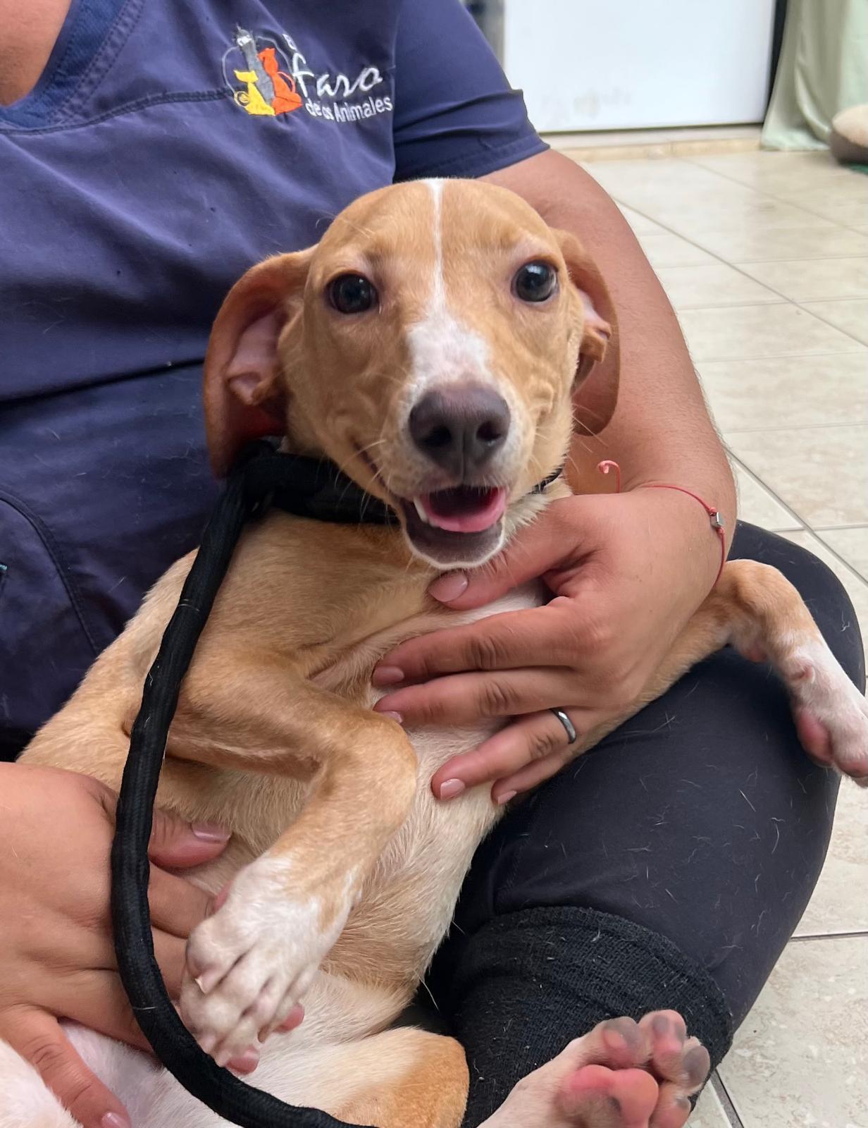 Enlarge Cindy, a ADOPTABLE mixed breed in Elwood, NJ image 3/6