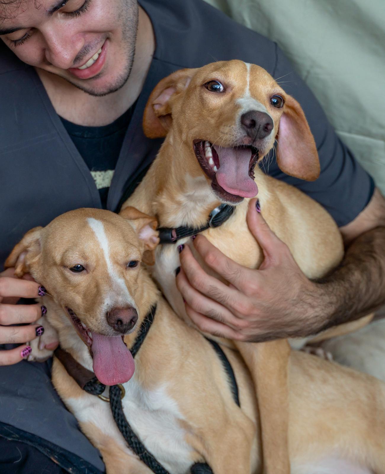 Enlarge Cindy, a ADOPTABLE mixed breed in Elwood, NJ image 2/6