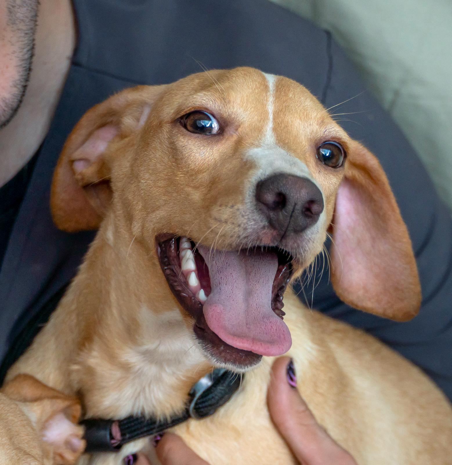 Enlarge Cindy, a ADOPTABLE mixed breed in Elwood, NJ image 4/6
