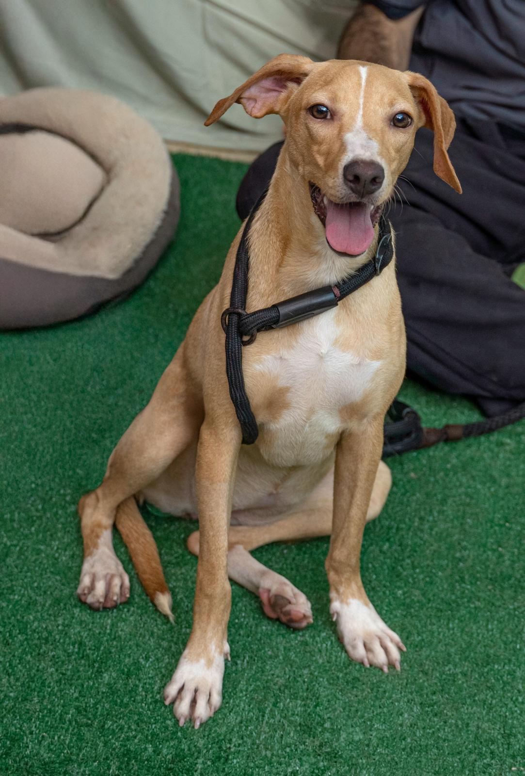 Enlarge Cindy, a ADOPTABLE mixed breed in Elwood, NJ image 6/6