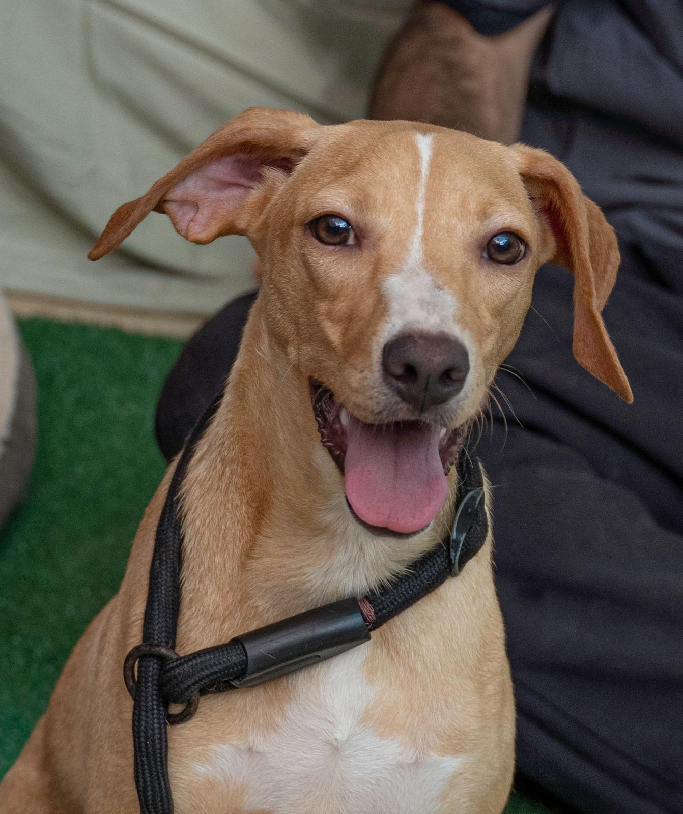 Enlarge Cindy, a ADOPTABLE mixed breed in Elwood, NJ image 1/6