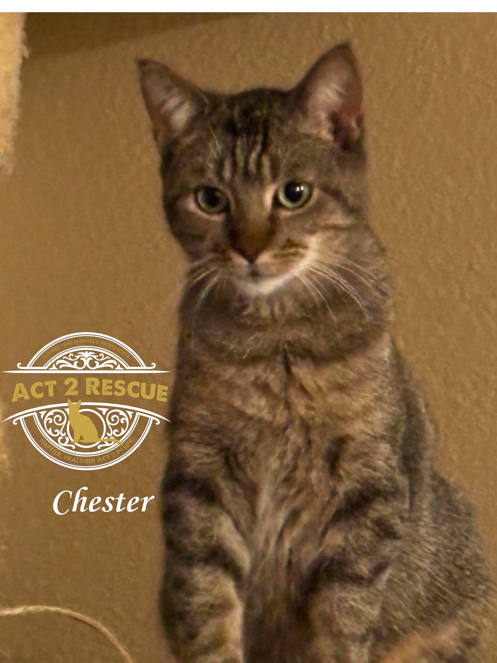 Enlarge Chester 2, a Adoptable Domestic Short Hair in Riverside, CA image 2/4