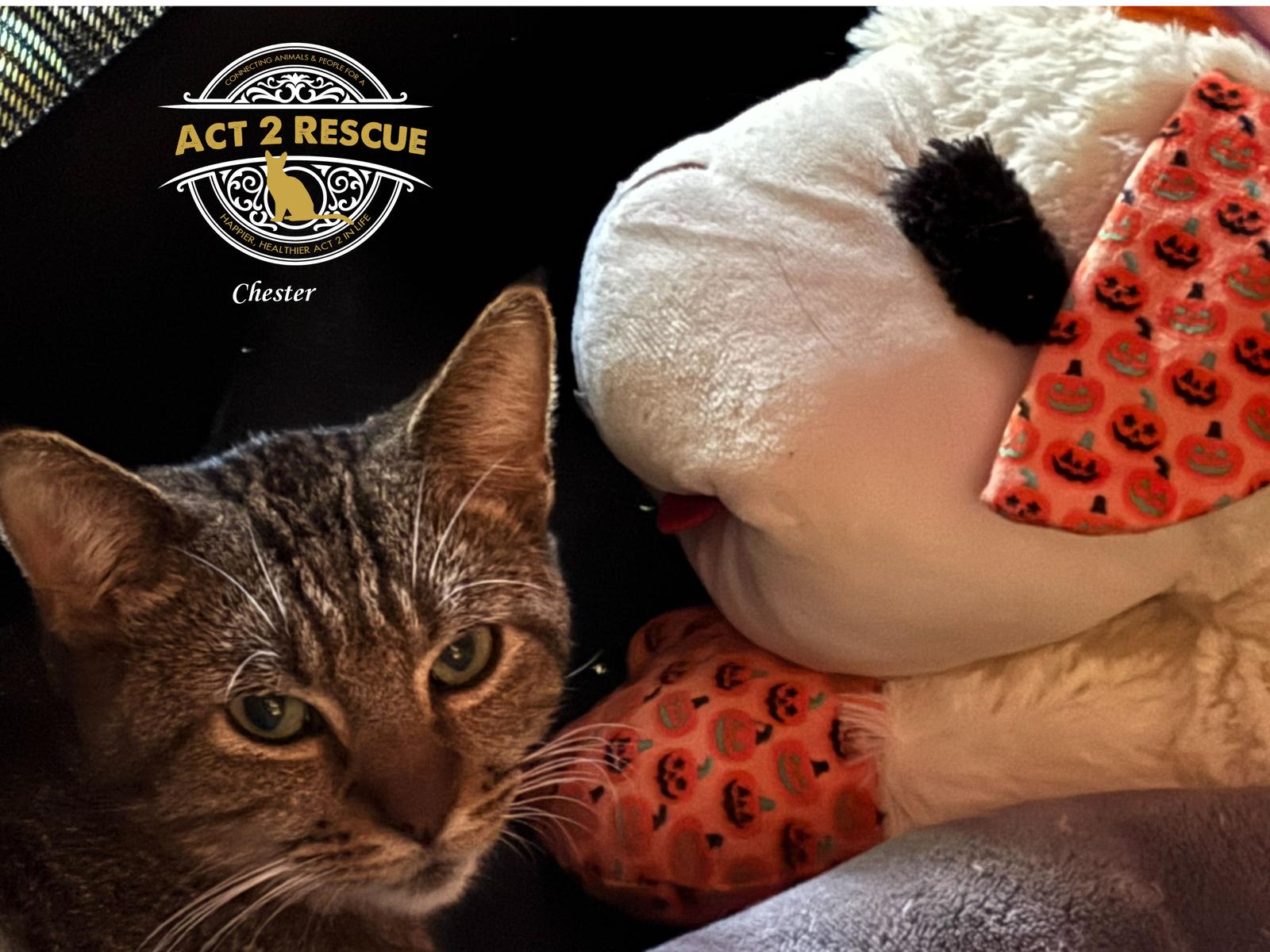 Enlarge Chester 2, a Adoptable Domestic Short Hair in Riverside, CA image 4/4