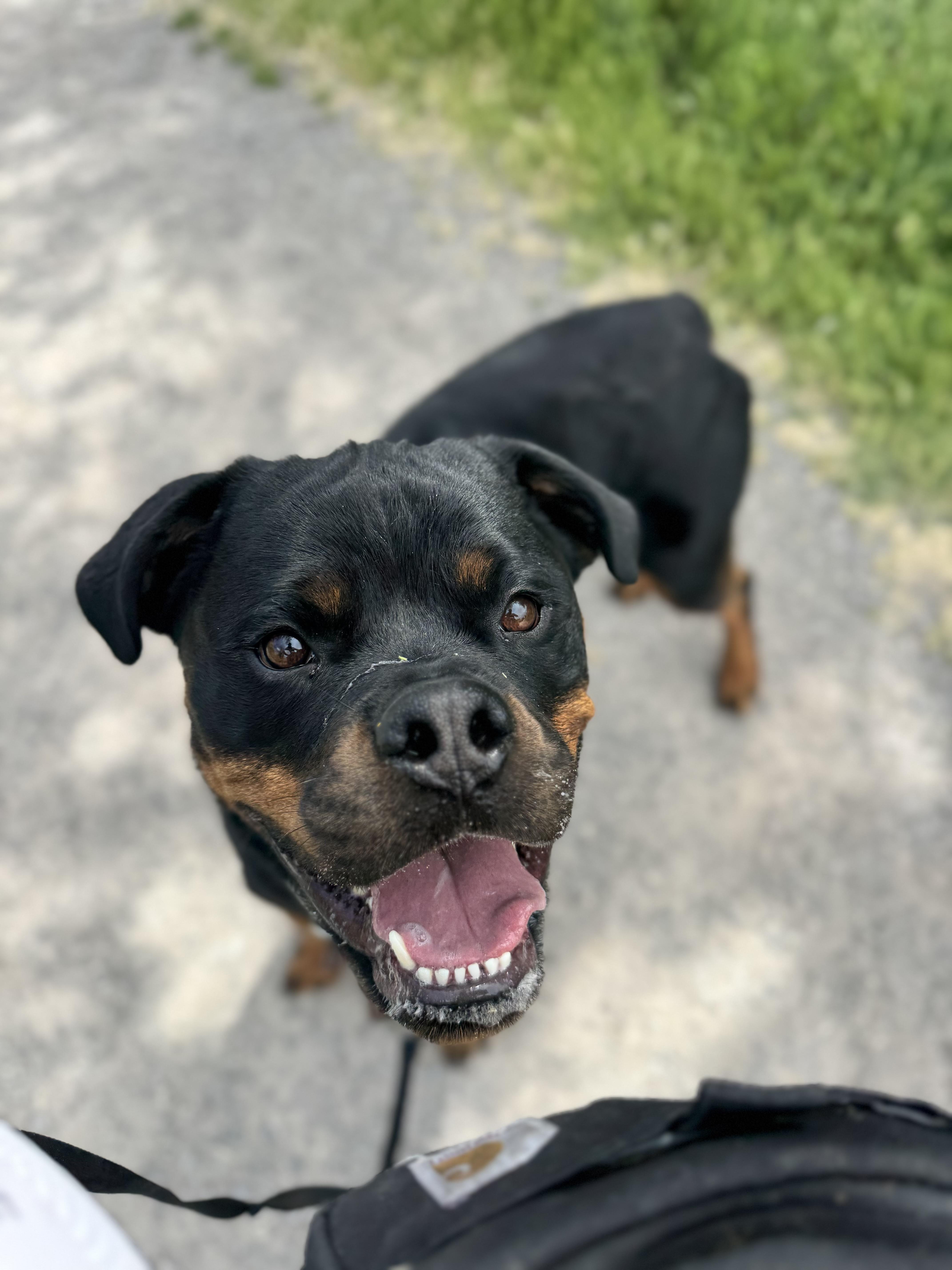 Brisket, a ADOPTABLE Rottweiler in salt lake city, UT image 2/5