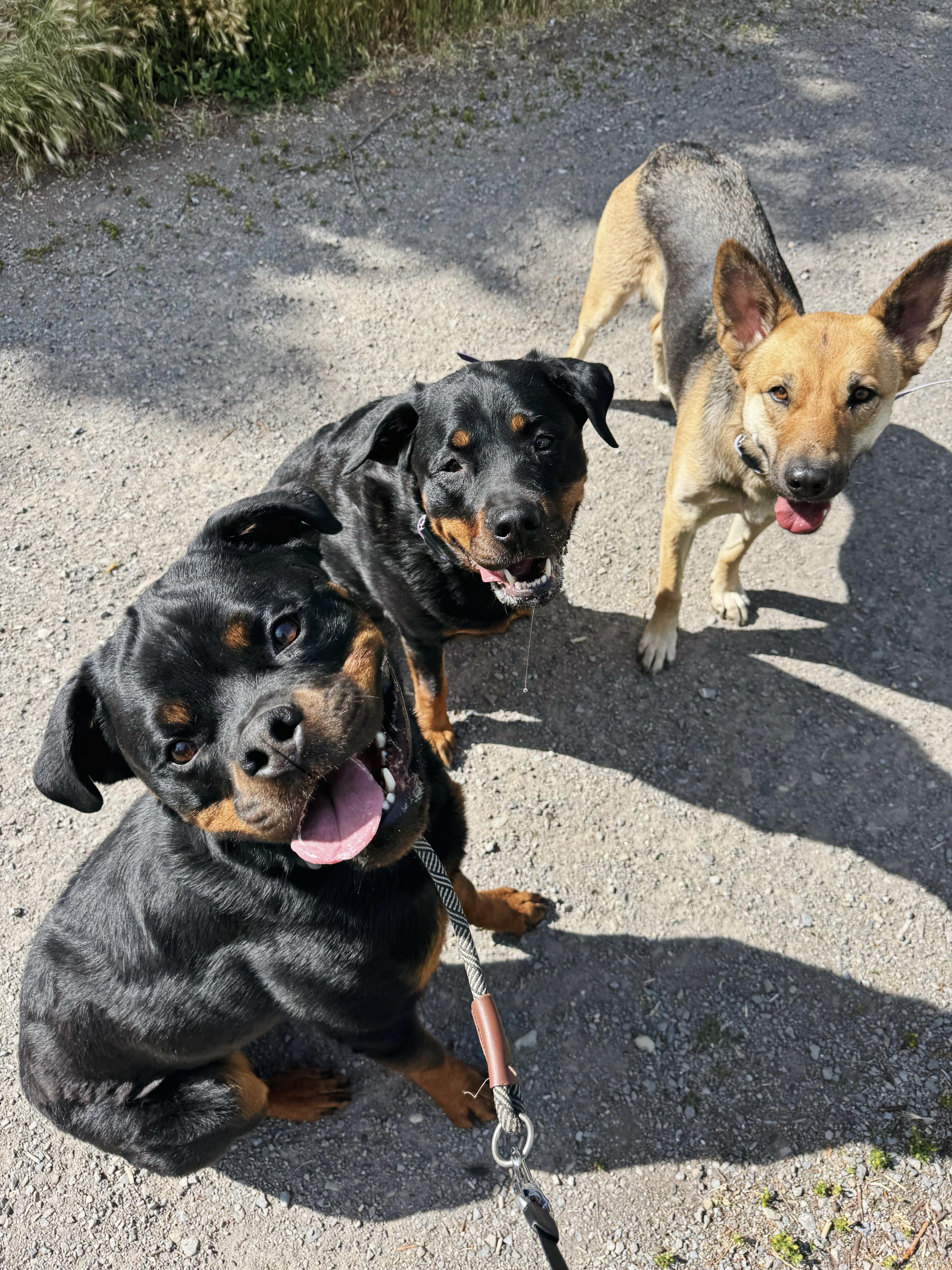 Brisket, a ADOPTABLE Rottweiler in salt lake city, UT image 5/5