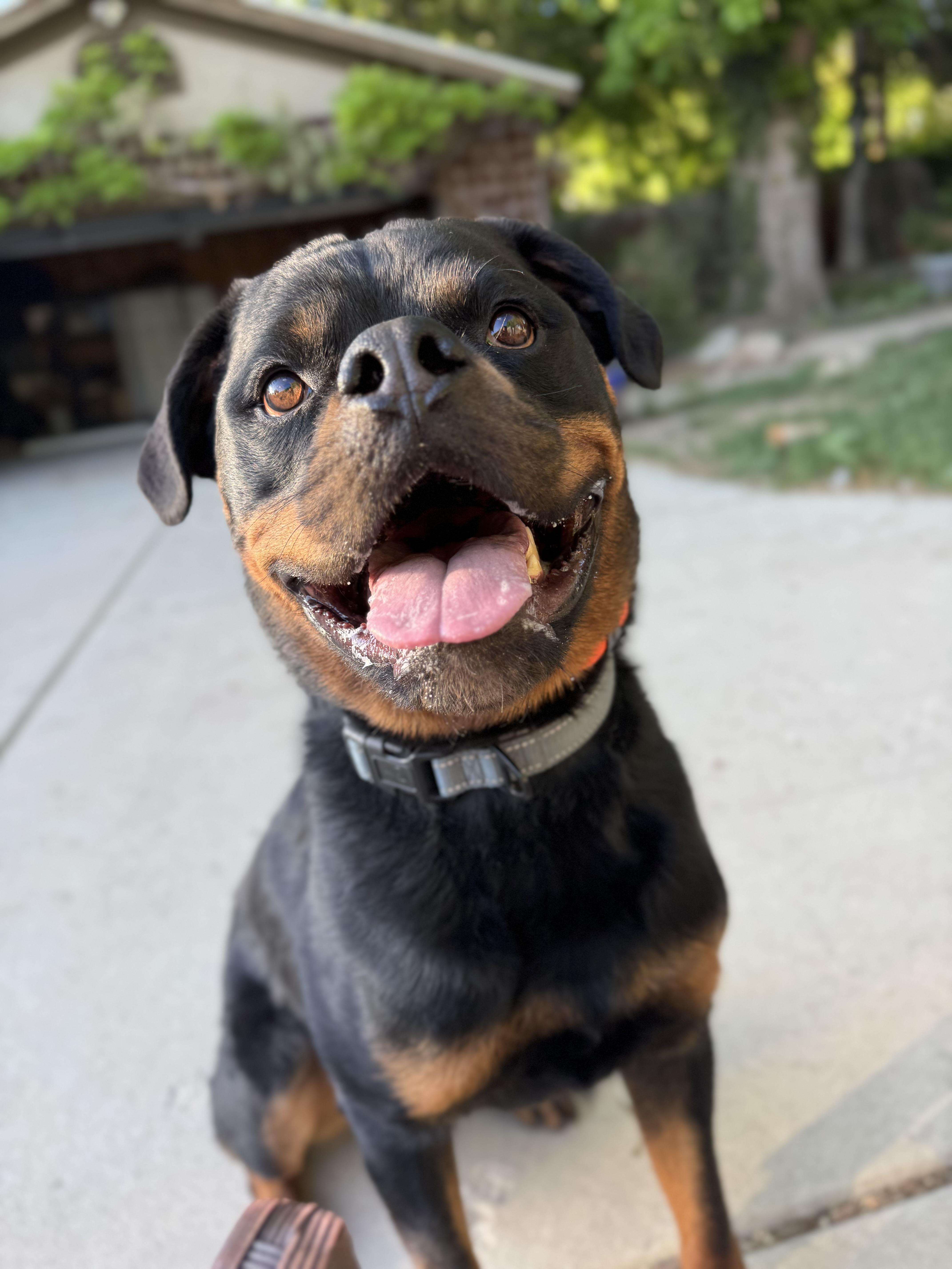 Brisket, a ADOPTABLE Rottweiler in salt lake city, UT image 3/5