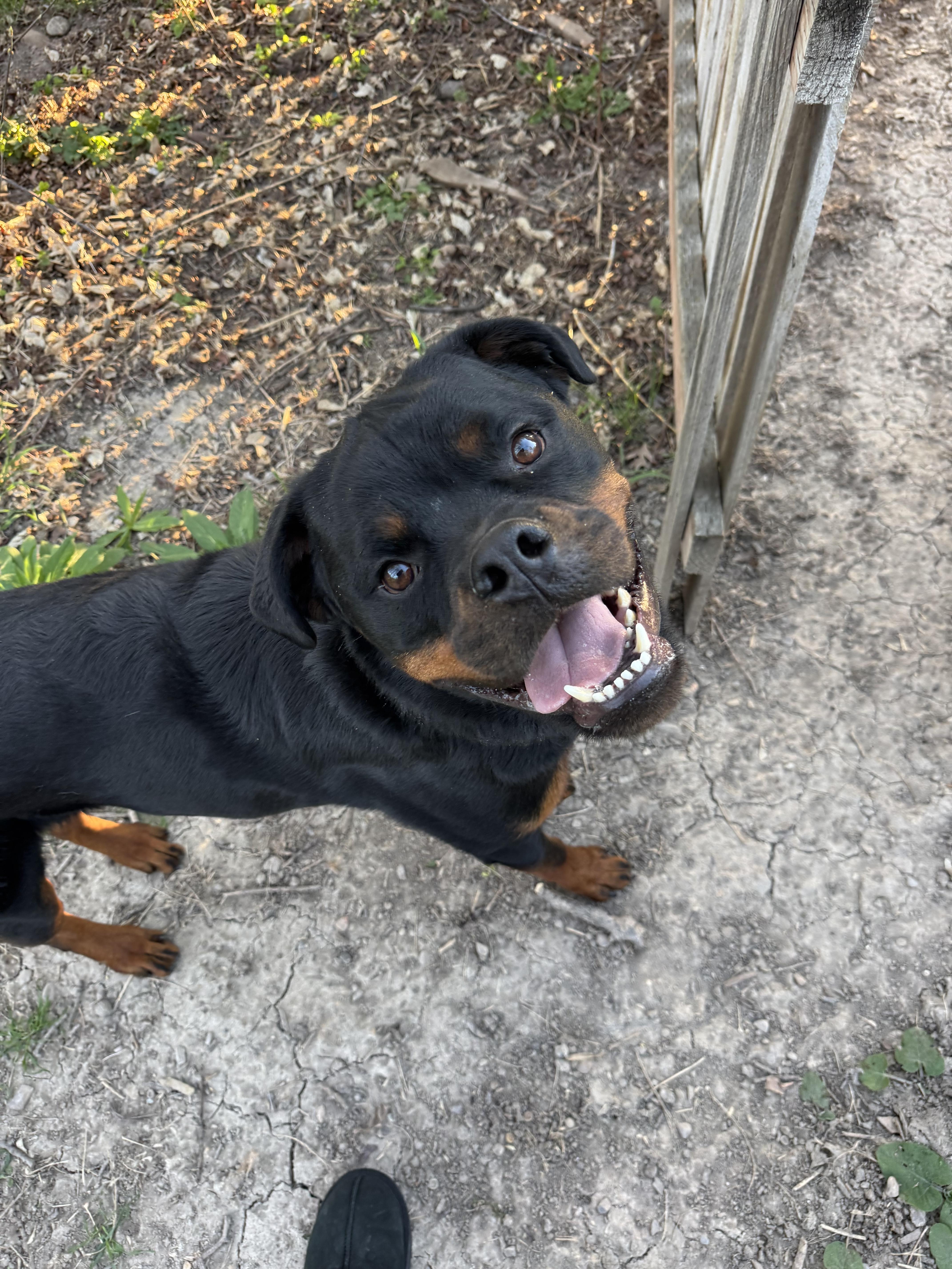 Enlarge Brisket, a ADOPTABLE Rottweiler in salt lake city, UT image 4/6